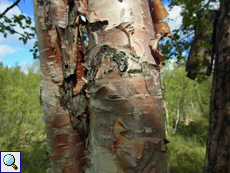 Borke einer Moorbirke (Bark of a Downy Birch, Betula pubescens)