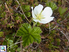Moltebeere (Cloudberry, Rubus chamaemorus), männliche Blüte (male flower)