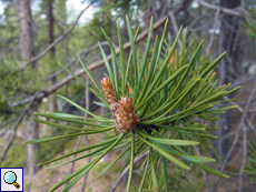 Waldkiefer (Scots pine, Pinus sylvestris)