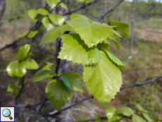 Blätter einer Moorbirke (Leaves of a Downy Birch, Betula pubescens)