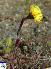 Huflattich (Colt's-foot, Tussilago farfara)