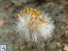 Samen des Huflattichs (Colt's-foot seeds, Tussilago farfara)