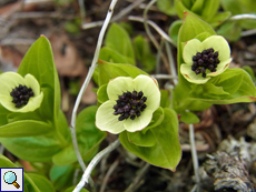 Schwedischer Hartriegel (Eurasian Dwarf Cornel, Cornus suecica)