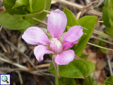 Blüte einer Allackerbeere (flower of an Arctic Bramble, Rubus arcticus), die Blätter im Hintergrund gehören zu einer anderen Pflanzenart