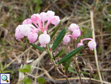 Rosmarinheide (Bog-rosemary, Andromeda polifolia)