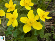 Sumpfdotterblume (Marsh-marigold, Caltha palustris)