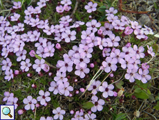 Stängelloses Leimkraut (Moss Campion, Silene acaulis)