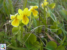 Zweiblütiges Veilchen (Alpine Yellow-violet, Viola biflora)