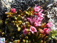 Alpenazalee (Alpine Azalea, Loiseleuria procumbens)