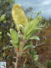 Woll-Weide (Wooly Willow, Salix lanata)