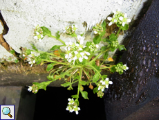 Echtes Löffelkraut (Common Scurvygrass, Cochlearia officinalis)