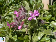 Rote Lichtnelke (Red Campion, Silene dioica)