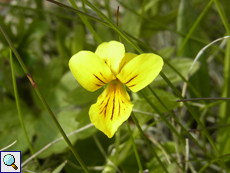 Zweiblütiges Veilchen (Alpine Yellow-violet, Viola biflora)