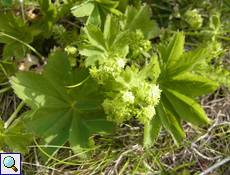 Frauenmantel (Lady's Mantle, Alchemilla sp.)