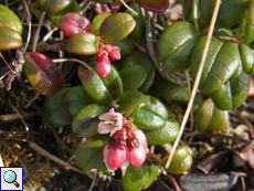Preiselbeere (Lingonberry, Vaccinium vitis-idaea)