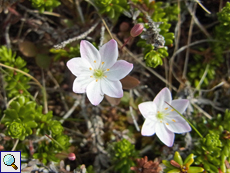 Europäischer Siebenstern (Arctic Starflower, Trientalis europaea)
