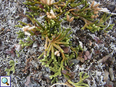 Alpen-Flachbärlapp (Alpine Clubmoss, Diphasiastrum alpinum)
