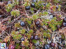 Schwarze Krähenbeere (Empetrum nigrum) in der Tundra