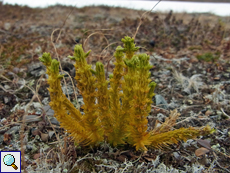 Tannenbärlapp (Northern Firmoss, Huperzia selago)