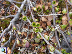 Zwergbirke (Dwarf Birch, Betula nana)