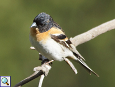 Männlicher Bergfink (Fringilla montifringilla)