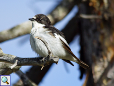 Männlicher Trauerschnäpper (Ficedula hypoleuca)