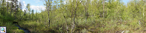 Panoramablick auf einen Moorbirken-Bestand (Betula pubescens) in der Taiga