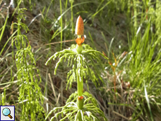 Waldschachtelhalm (Equisetum sylvaticum)