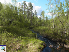 Bachlauf in der Taiga