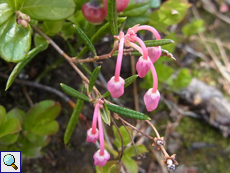 Rosmarinheide (Andromeda polifolia)