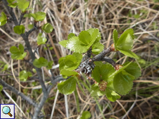 Zwergbirke (Betula nana)