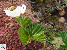 Moltebeere (Rubus chamaemorus)