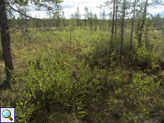 Auch Zwergbirken (Betula nana) wachsen in der Taiga zwischen Waldkiefern