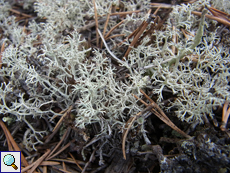 Echte Rentierflechte (Reindeer Lichen, Cladonia rangiferina)