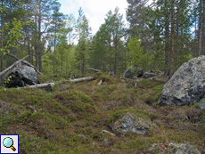 Lichtung in der Taiga