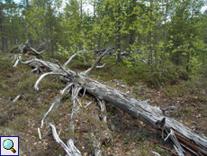 In der Taiga bleibt Totholz liegen