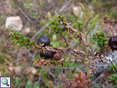 Schwarze Krähenbeere (Empetrum nigrum)