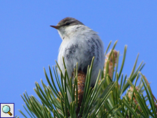 Fitis (Phylloscopus trochilus)