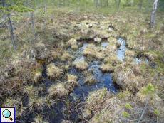 Es gibt in der Taiga vielerorts feuchte, sumpfige Stellen