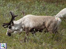 Weibliches Ren (Female Reindeer, Rangifer tarandus)