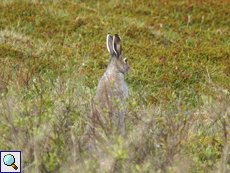 Schneehase (Mointain Hare, Lepus timidus)