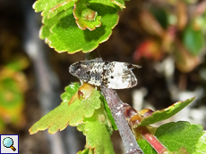 Apotomis sororculana