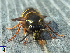 Norwegische Wespe (Norwegian Wasp, Dolichovespula norwegica)