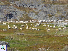 Ren (Reindeer, Rangifer tarandus)