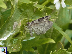 Garten-Blattspanner (Garten Carpet, Xanthorhoe fluctuata)