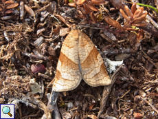 Choristoneura albaniana