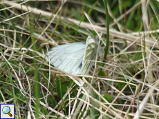Rapsweißling (Green-veined White, Pieris napi)