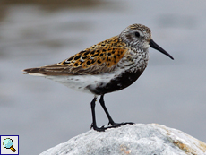 Alpenstrandläufer (Calidris alpina) in der Tundra