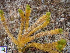 Tannenbärlapp (Huperzia selago)