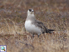Männlicher Trauerschnäpper (Ficedula hypoleuca)
